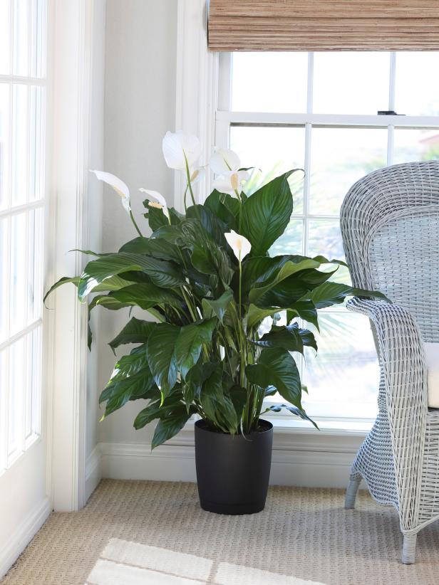 4 Plantas Bonitas e Fáceis de Cuidar Para Você ter Dentro de Casa